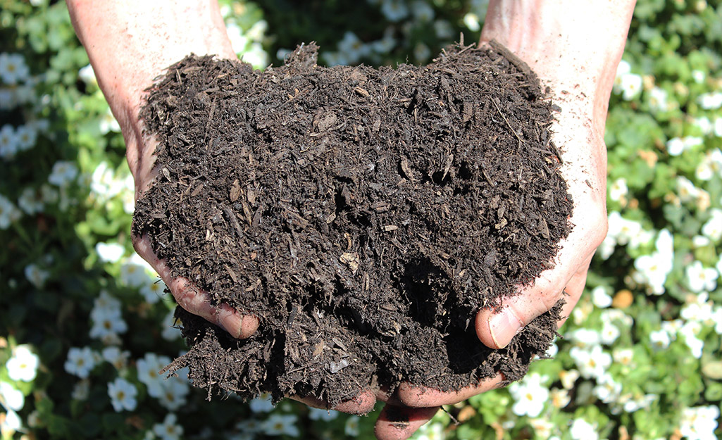 Gardener holding soil in hands