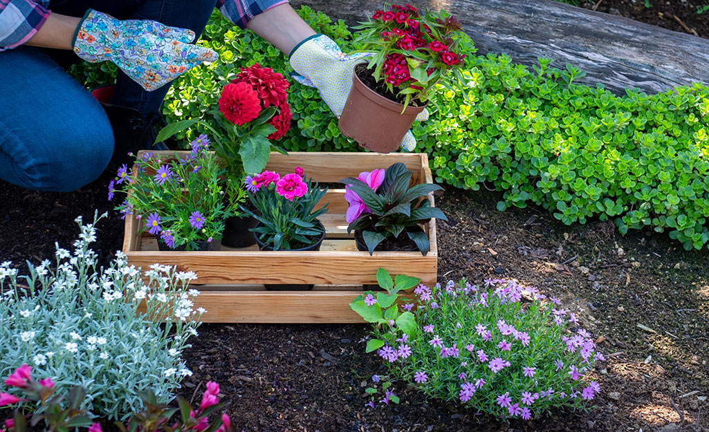Gardener placing plants in flower bed