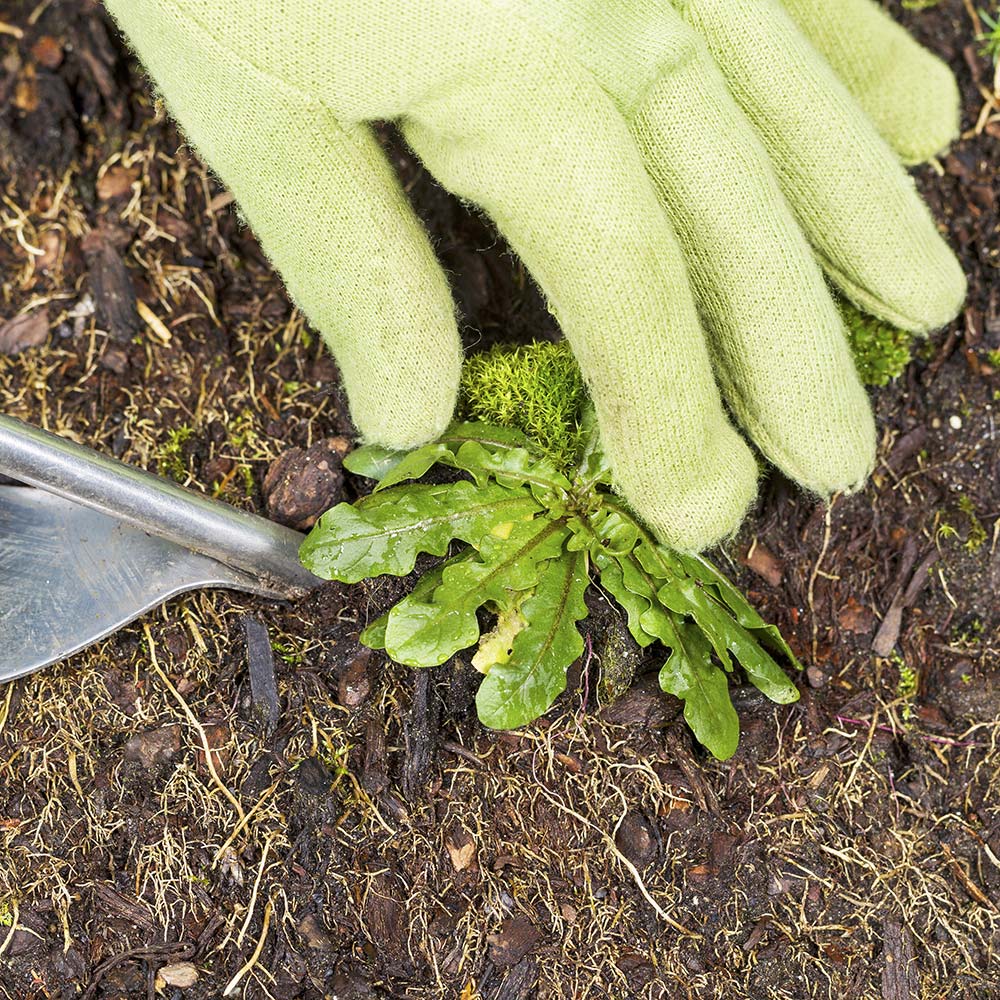 With spring growth, it's time to get rid of weeds