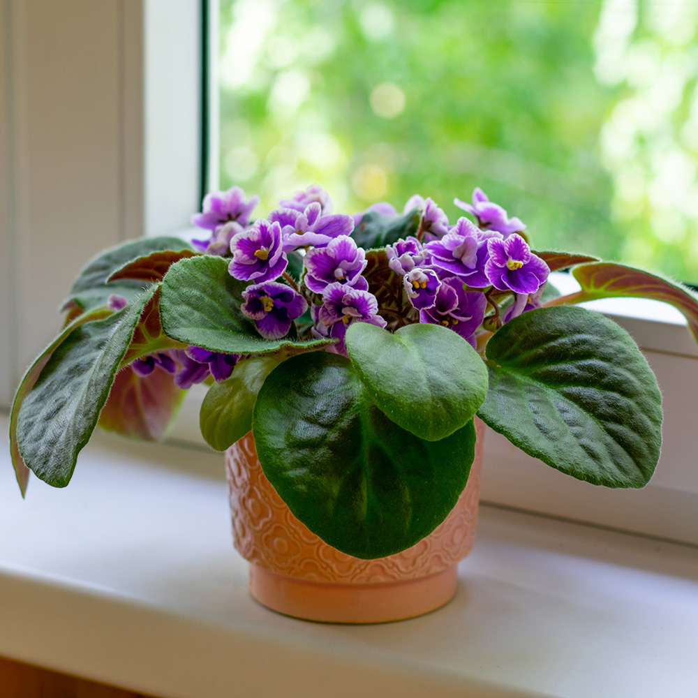 African violet in a sunny window