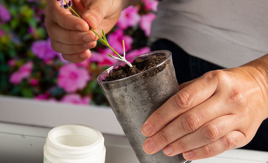 Gardener places plant stem in cup of potting soil