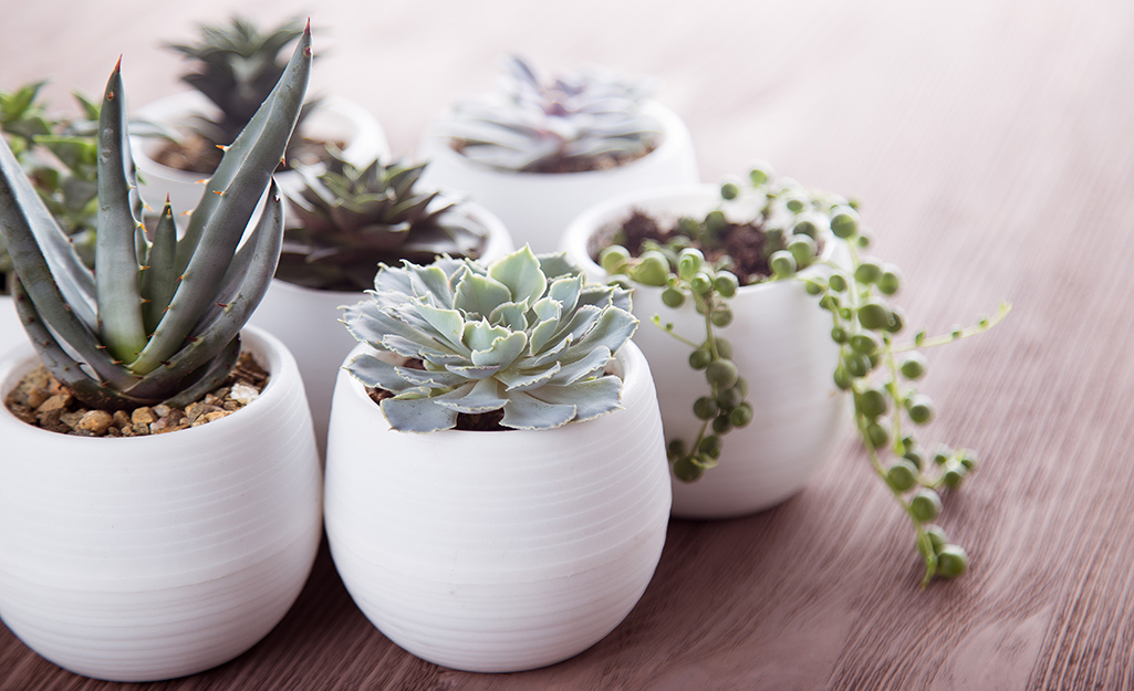 Small succulent plants in white planters. 