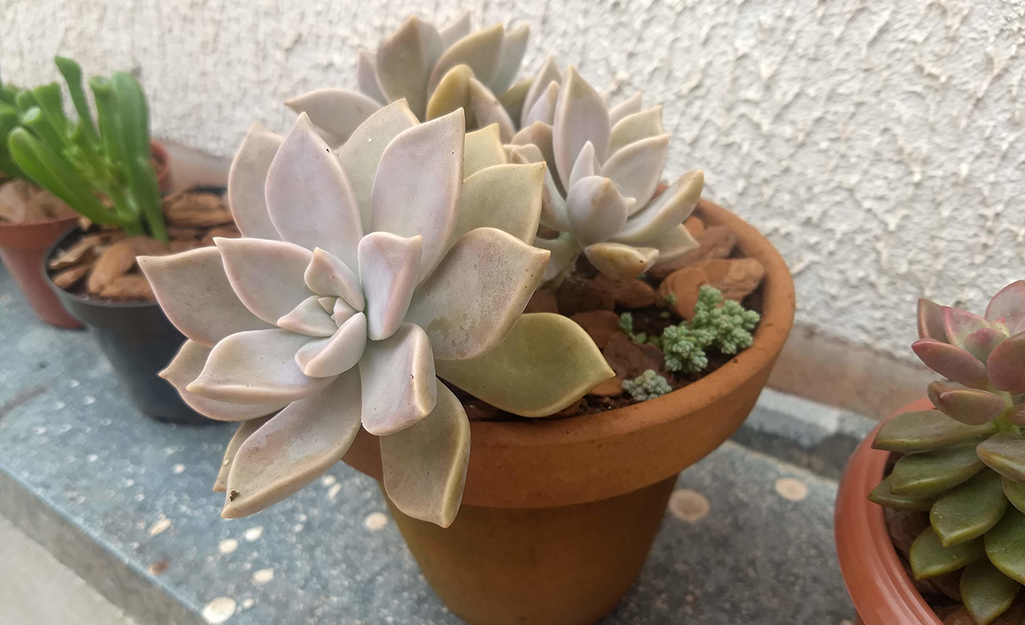 A small pot with succulents.