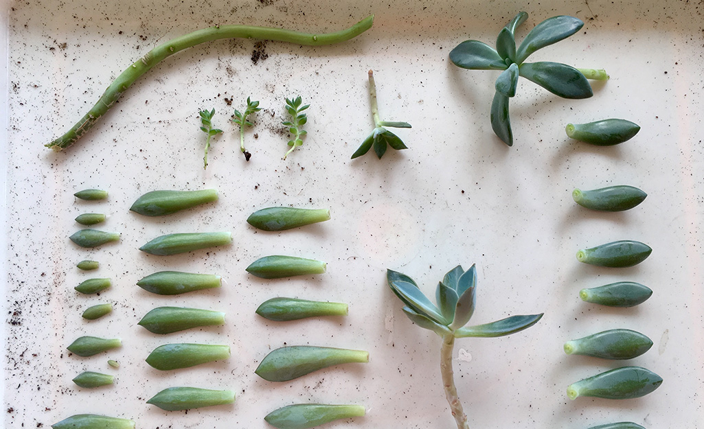 A tray of succulent leaves and stems.