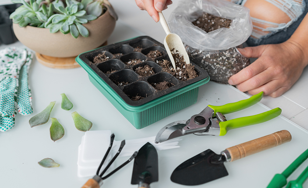 A person prepares a potting tray for succulents.