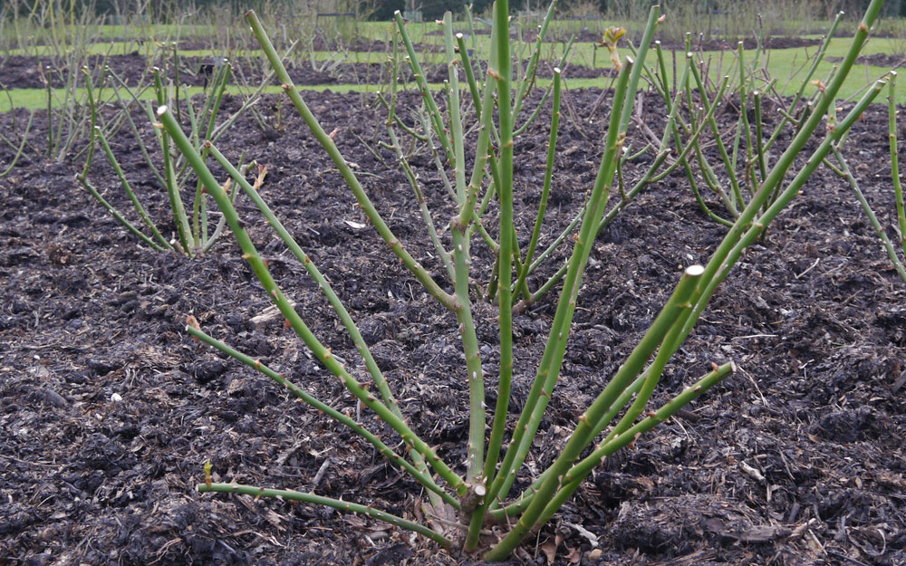 Bare rose bush in soil