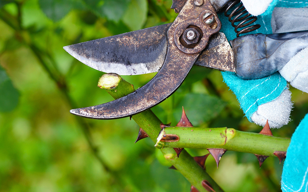 Gardener uses pruner to cut rose branch