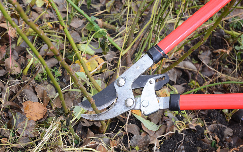 Long-handled lopper cutting rose canes