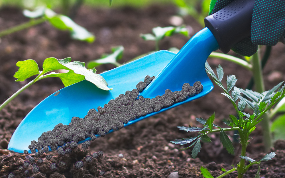 Garden using a trowel to fertilize roses.