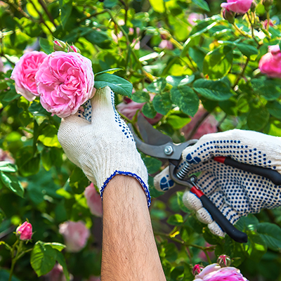 How to Prune Crepe Myrtles and Roses - The Home Depot