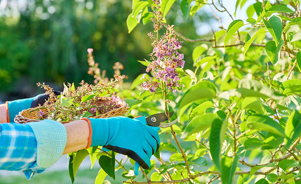 Gardener trims hydrangea bush