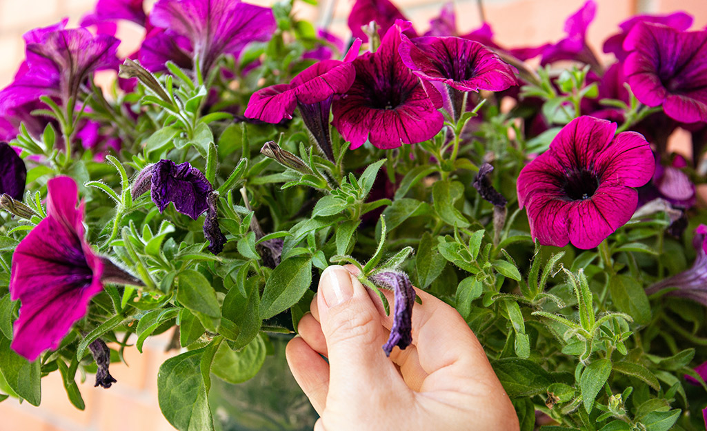 Gardener pinching purple petunia bloom