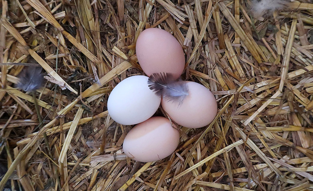 A feather lays on top of four chicken eggs in a nest.