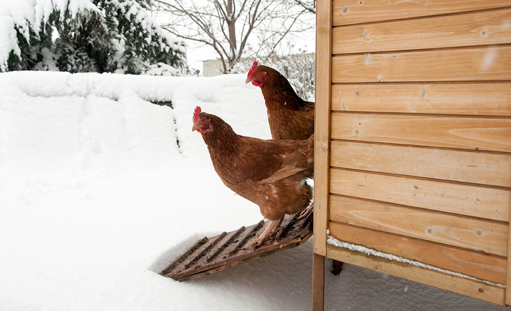 Two chickens walk down the ramp of chicken coop into a snowy yard.