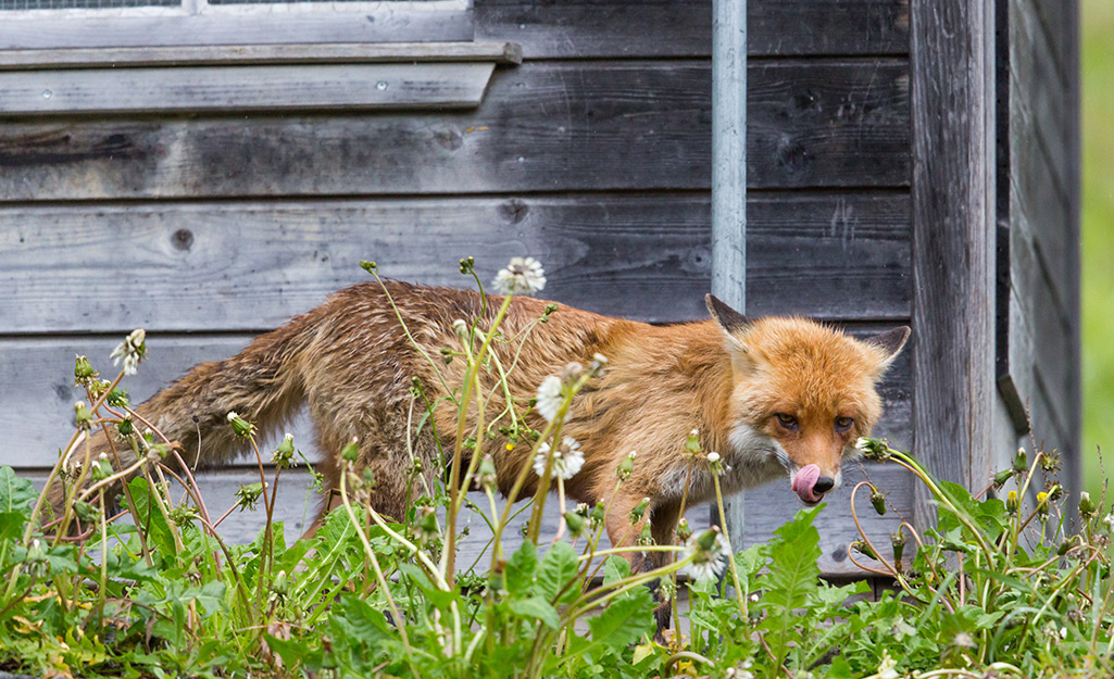 A fox roams in a yard.