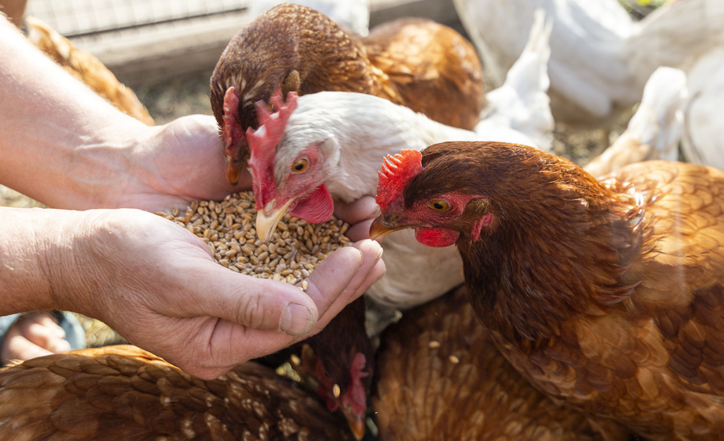 Three chickens eating seed out of a person's cupped hands.