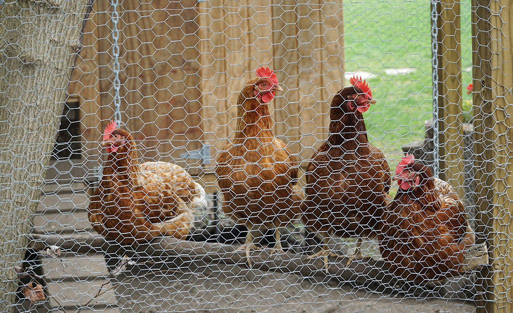 Four chickens stand inside a coop covered in chicken wire.