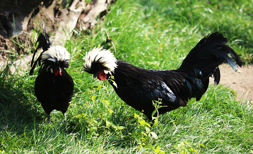 Two black chickens playing on grass.