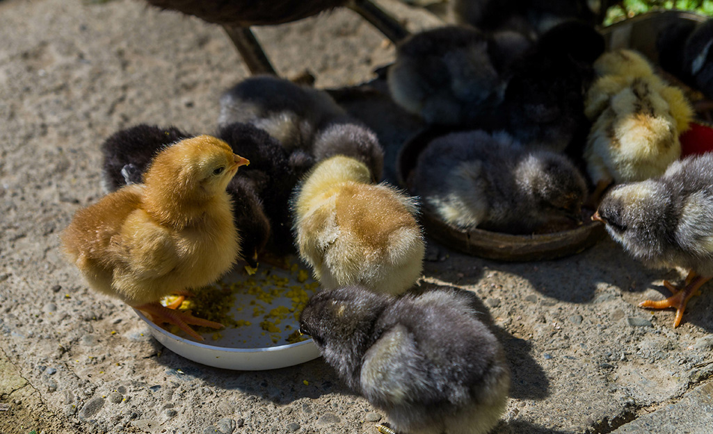 Day-old chickens eat from food dishes outside.
