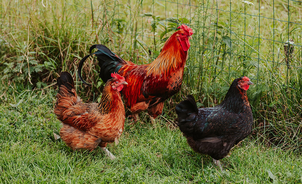 Three chickens walking on grass.