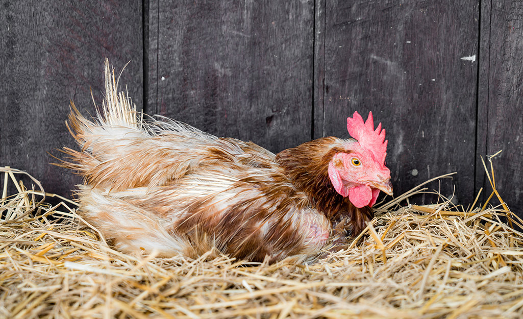 A chicken nests in straw inside of a chicken coop.