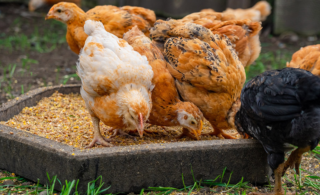 Chickens eat feed out of a container outside.