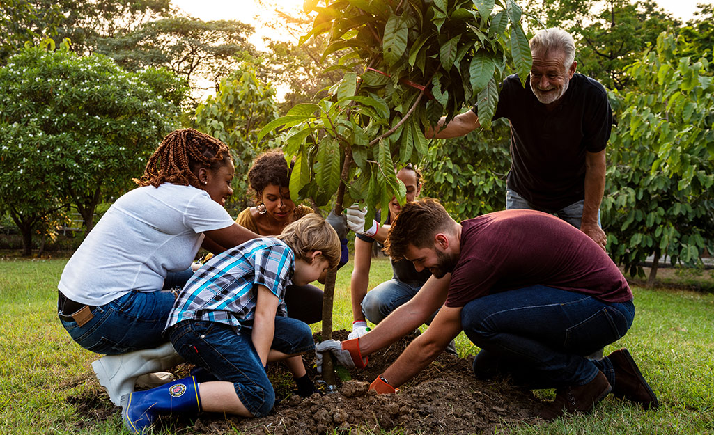 A group of people replanting a tree. A group of people replanting a tree.
