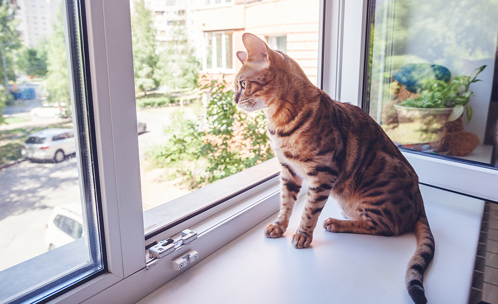 A cat looks out a window. A cat looks out a window.
