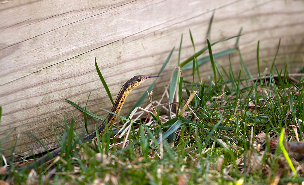 A snake in grass. A snake in grass.