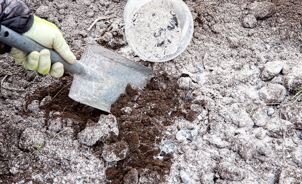 A person wearing gloves digging a shovel into ash-covered soil. A person wearing gloves digging a shovel into ash-covered soil.