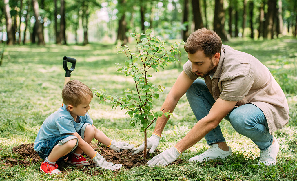 A man and a little boy planting a new tree into a yard. A man and a little boy planting a new tree into a yard.