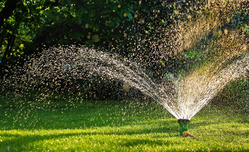 A sprinkler of water showers a lawn on a sunny day.