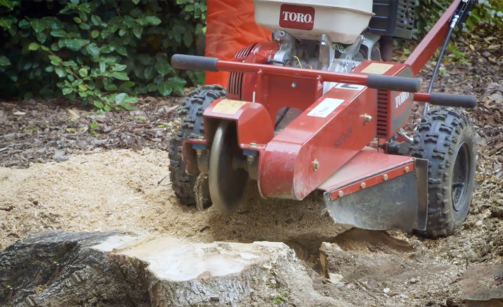 tree stump grinder rental lowes