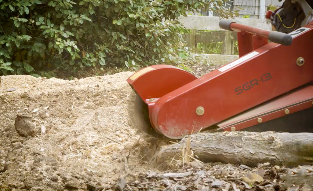 A red tree stump grinder cuts through the roots of a tree stump being removed from a yard. A red tree stump grinder cuts through the roots of a tree stump being removed from a yard.