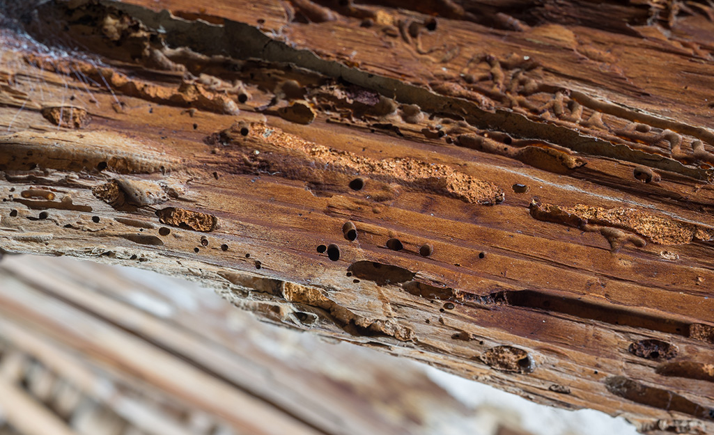 fix rottenwood end floor joist