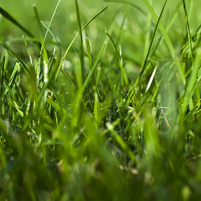 Blades of green grass in a lawn