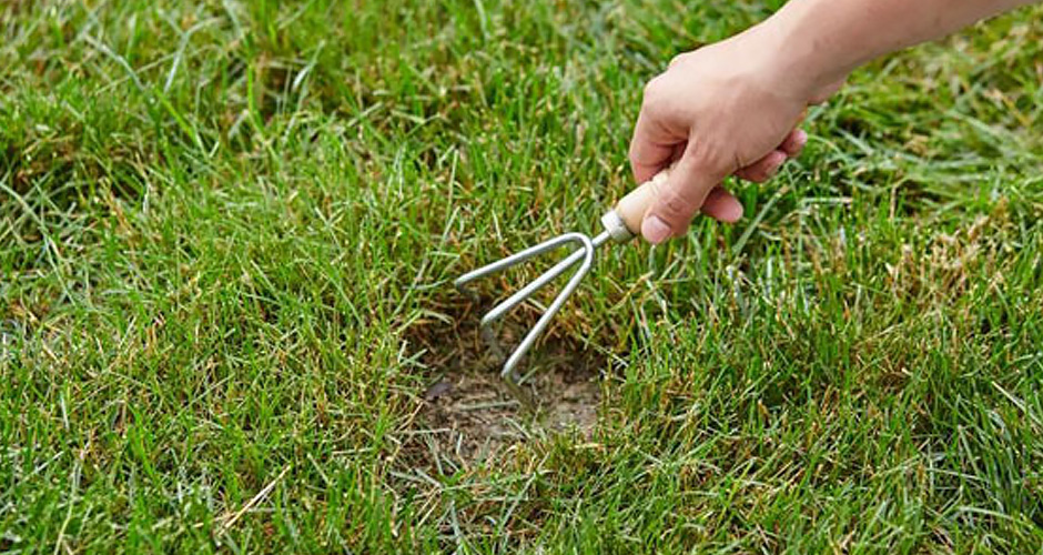A gardener uses a hand cultivator to pull back dead grass