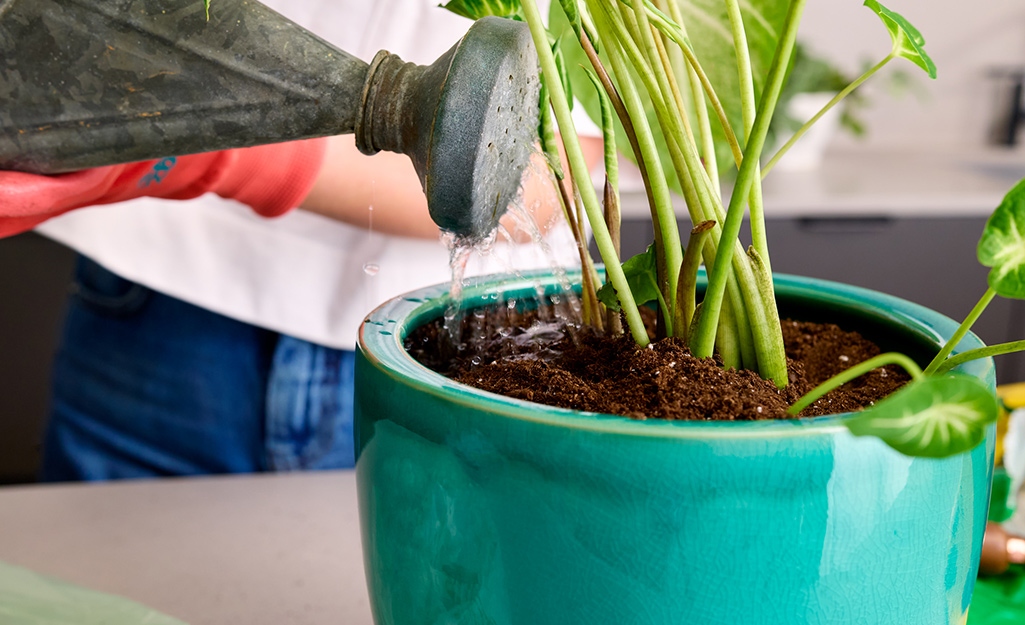 Old soil on your plants must be scraped off before repotting.