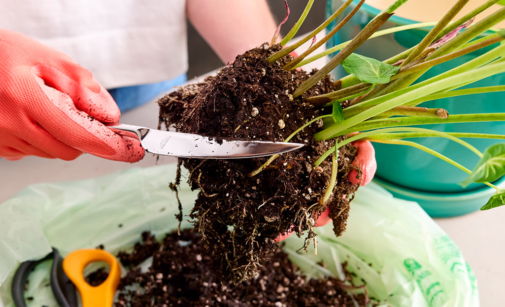 Use a pair of gardening scissors to gently make cuts in the roots.