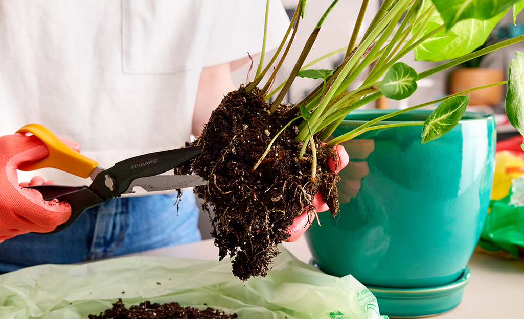 Look for potting mix that best suits your houseplant.