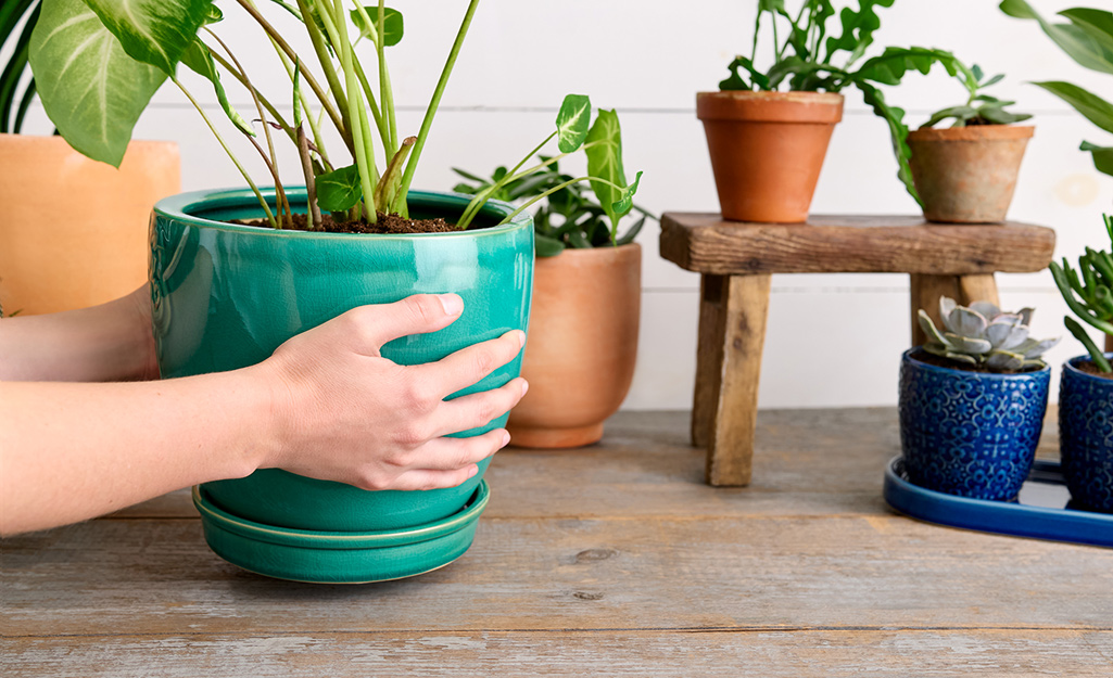 Place your repotted plants out of direct sunlight for a few days.