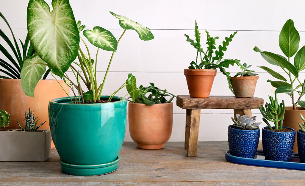 Dry soil is a sign that your plant needs repotting in new soil.