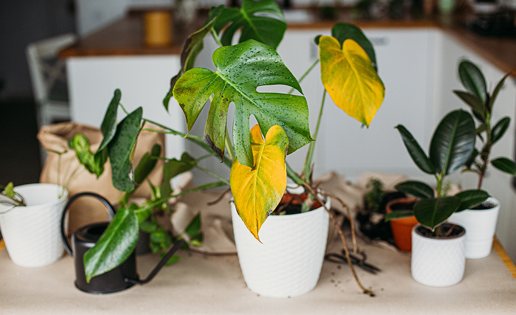 How To Revive A Dying Houseplant The Home Depot