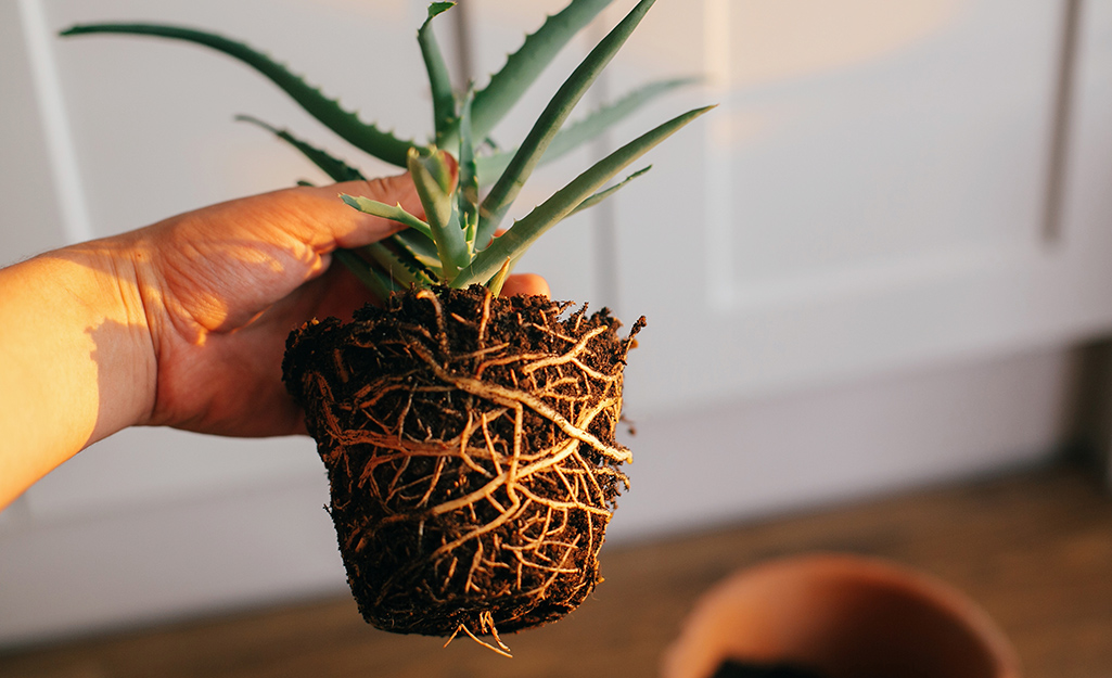 houseplant revive rootbound aerated outgrown repotting