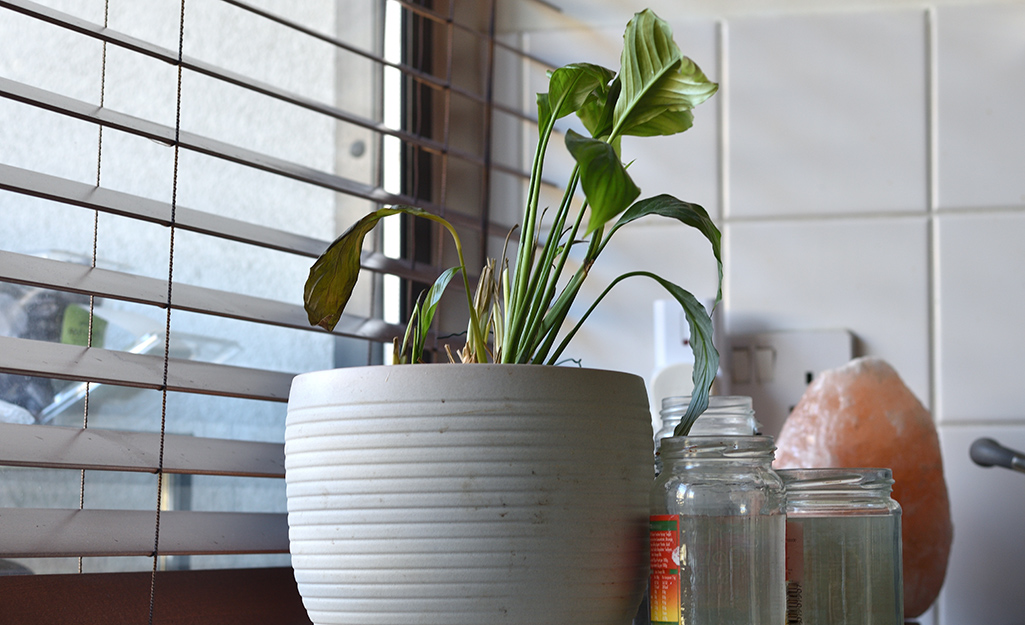 How to Save a Dying Houseplant