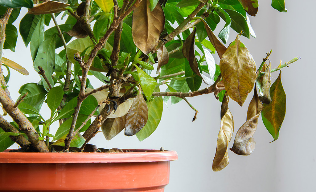 How To Revive A Dying Houseplant The Home Depot