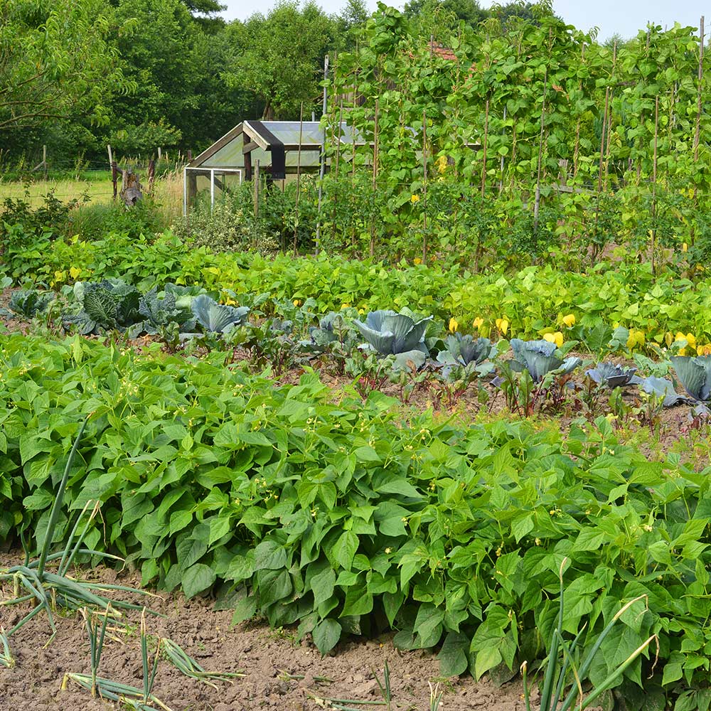 A row of vegetables in a garden.