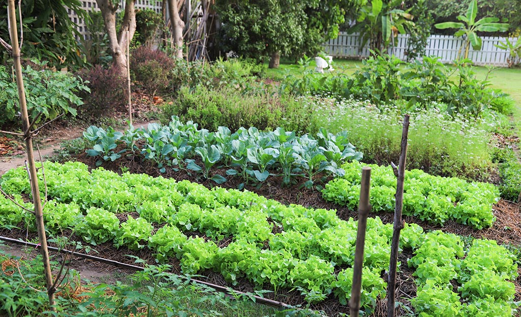 A row of vegetable plants in a garden.