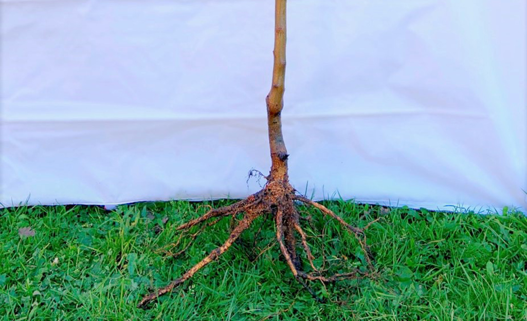 A bare root tree on top of grass.