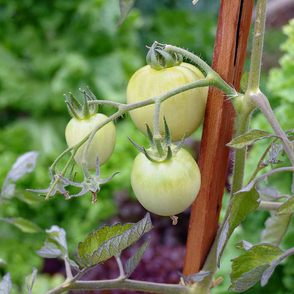 Green tomatoes growing on a stake.